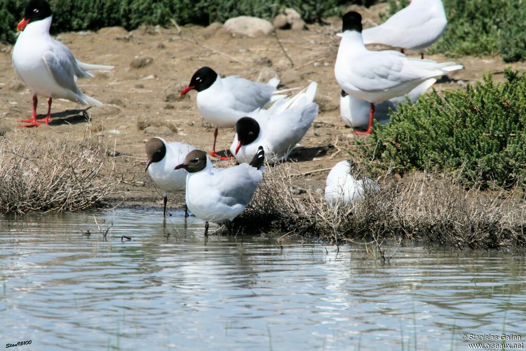 Mouette mélanocéphaleadulte nuptial