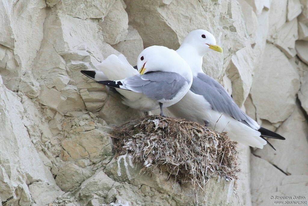Mouette tridactyleadulte nuptial, Nidification
