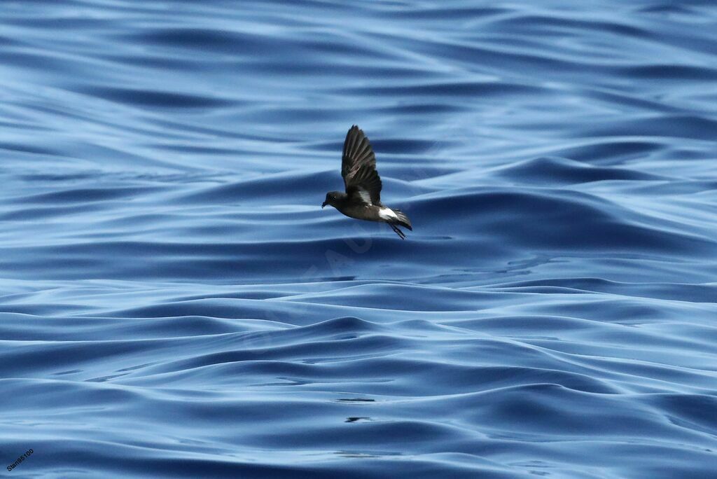 Océanite tempêteadulte, Vol, pêche/chasse
