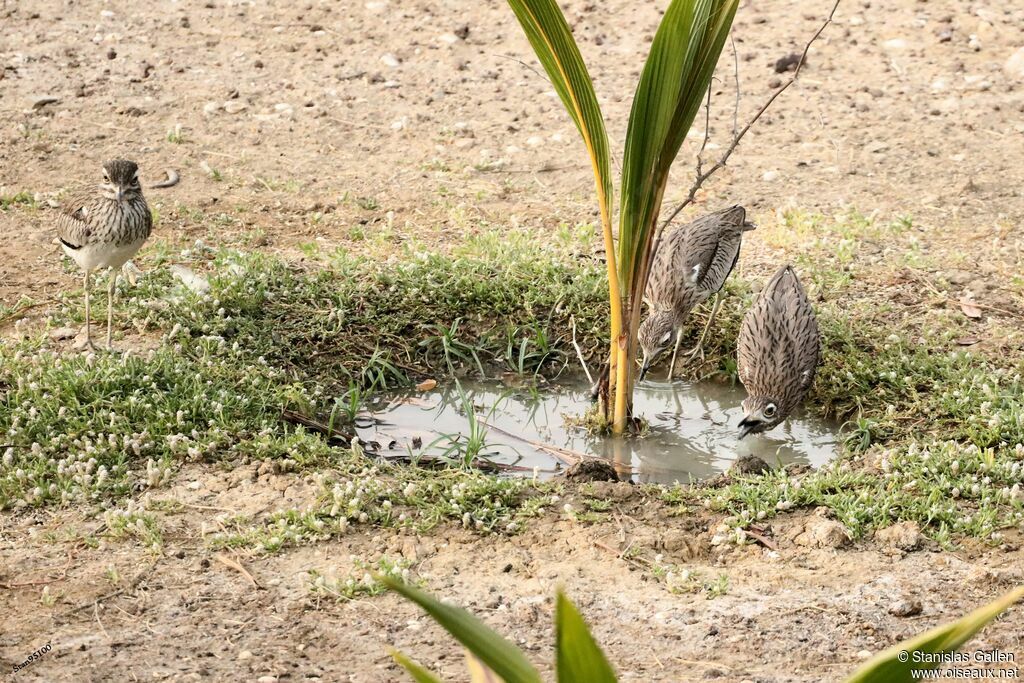 Senegal Thick-kneeadult