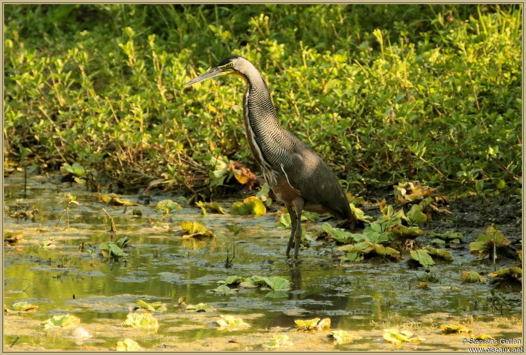 Bare-throated Tiger Heronadult, fishing/hunting
