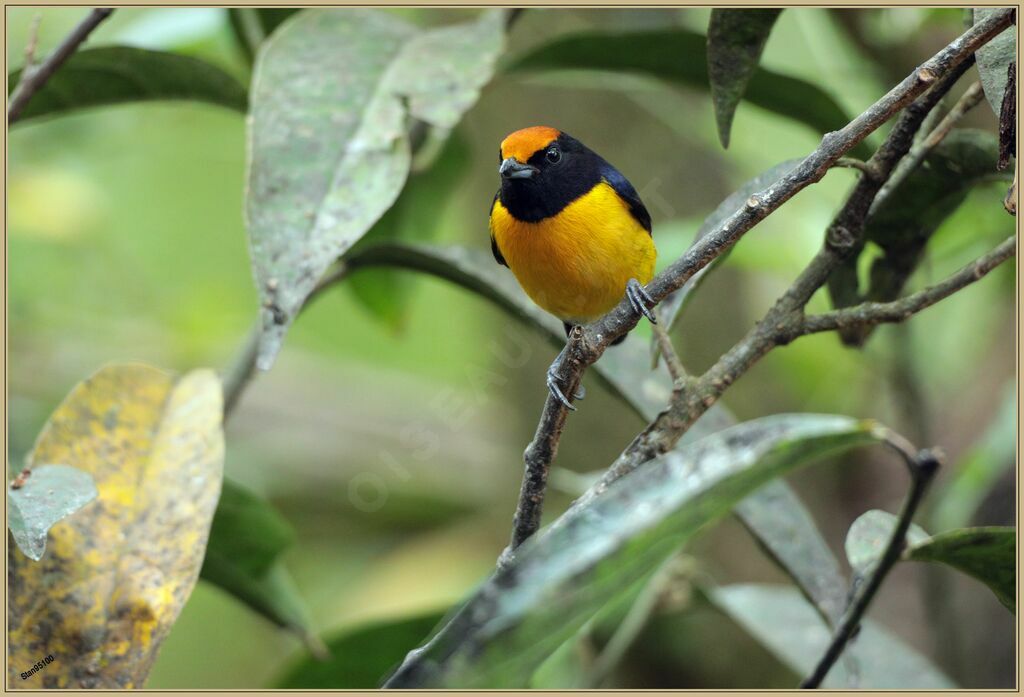 Tawny-capped Euphonia male adult breeding
