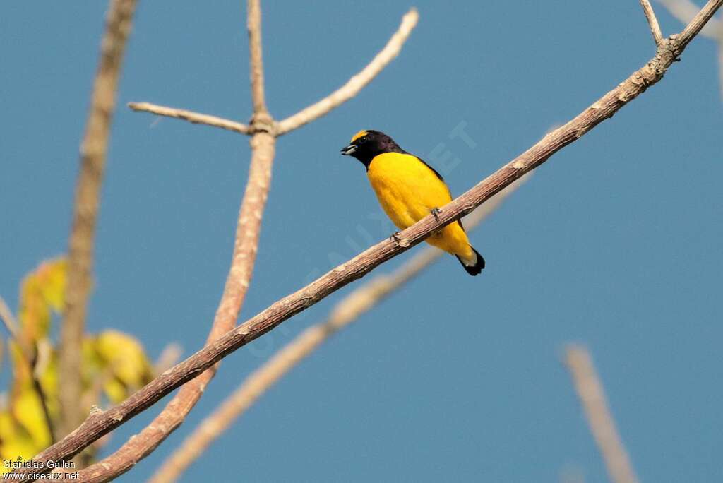 Scrub Euphonia male adult breeding, habitat, pigmentation