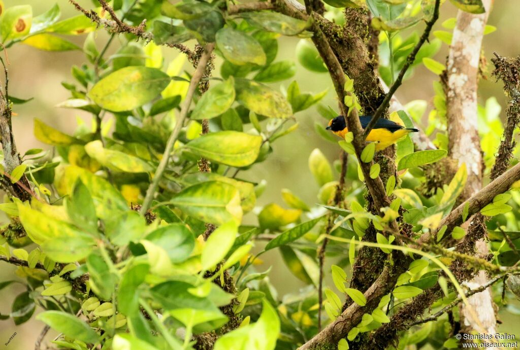 Violaceous Euphoniaadult