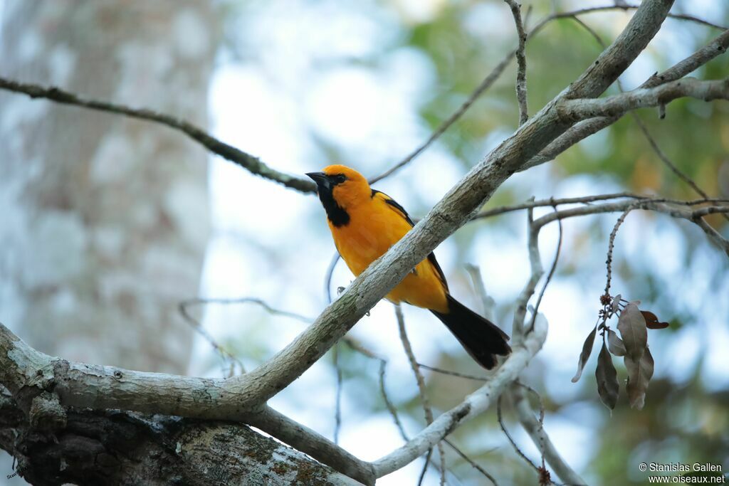 Oriole à gros bec mâle adulte nuptial