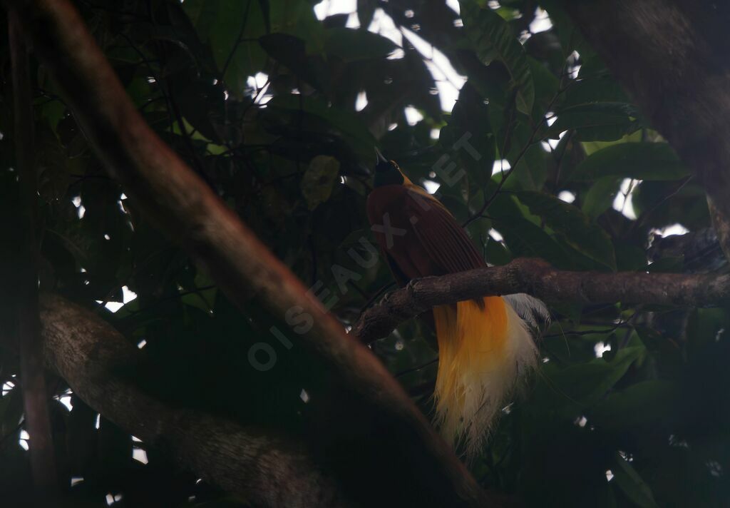 Lesser Bird-of-paradise male adult breeding, courting display