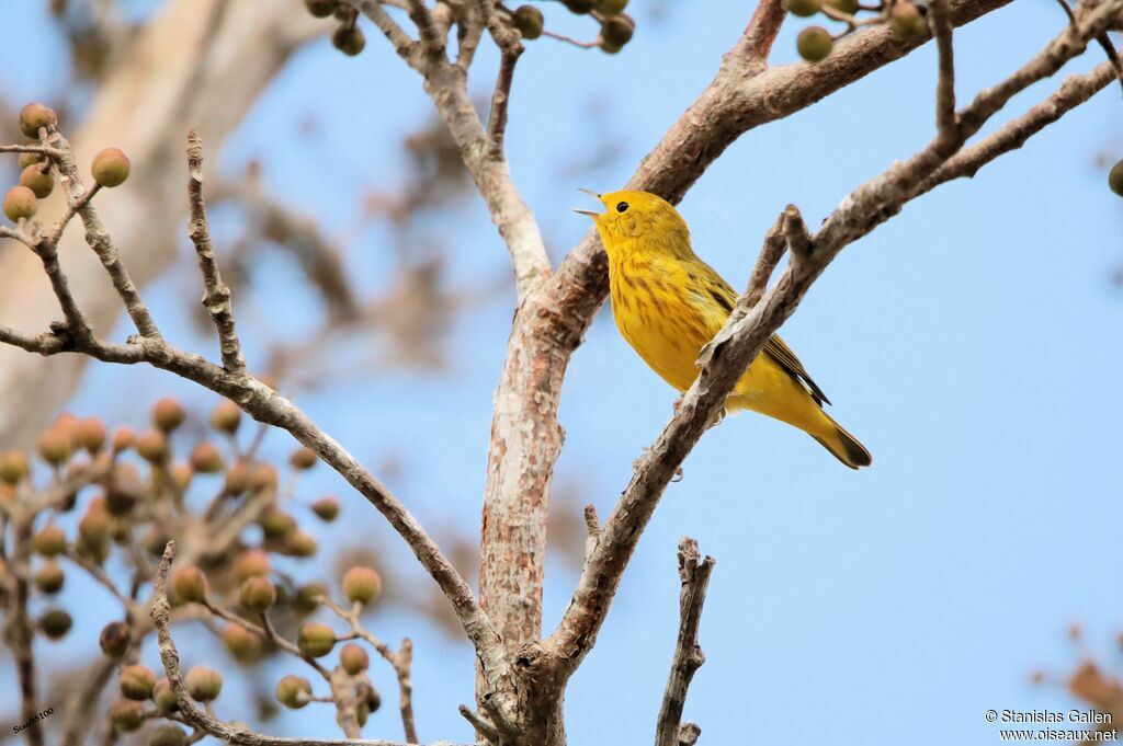 Paruline des mangroves mâle adulte nuptial, chant