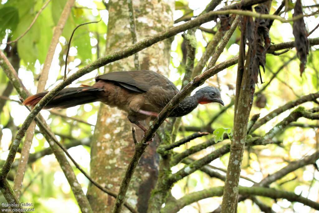 Pénélope à queue barréeadulte, habitat, Comportement