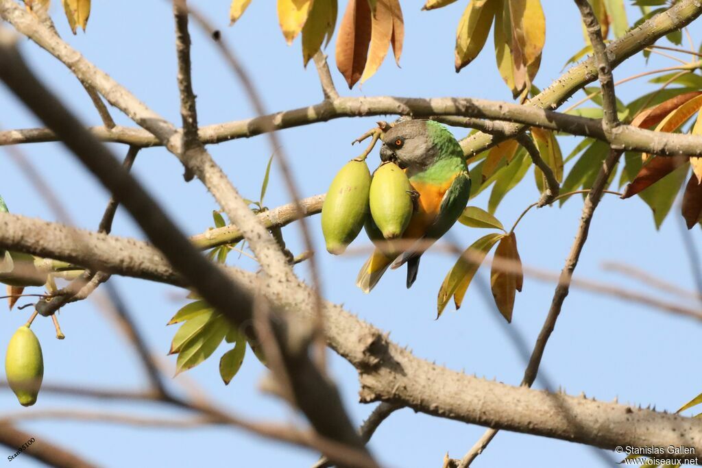 Senegal Parrotadult, eats
