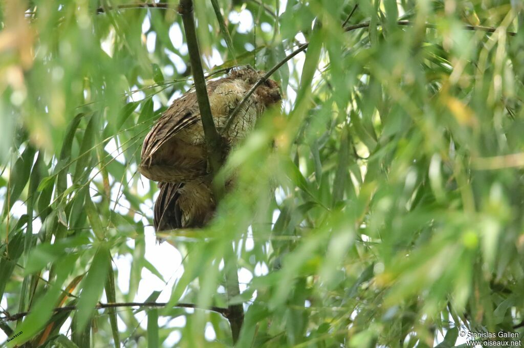 Tropical Screech OwlPoussin