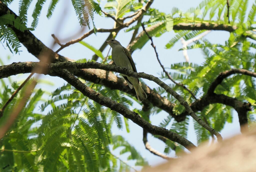 Lesser Honeyguide male adult