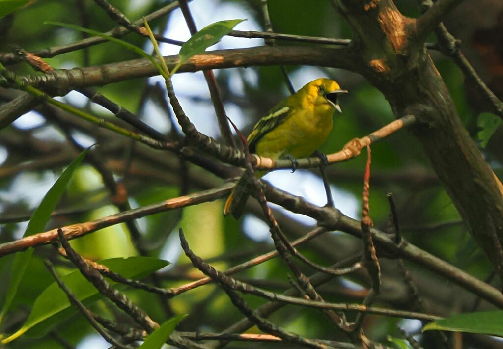 Common Iora male adult post breeding, song