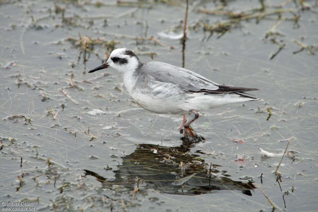 Phalarope à bec largeadulte, pigmentation, marche