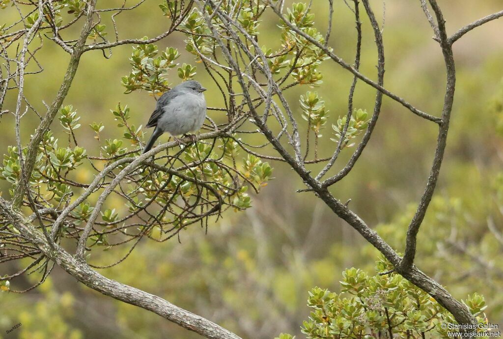 Plumbeous Sierra Finch male adult breeding