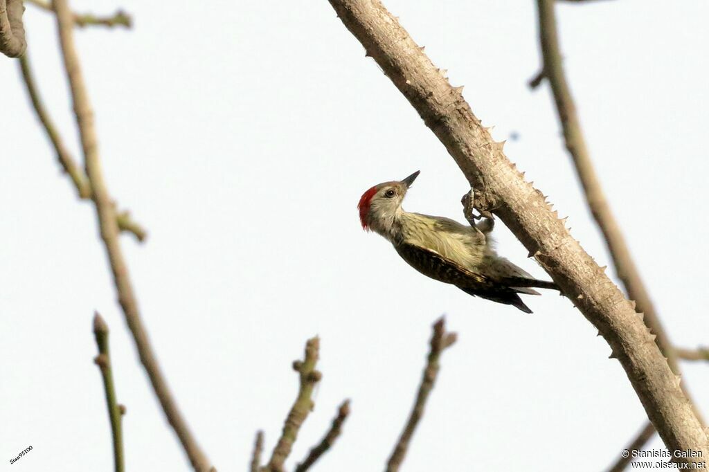 Cardinal Woodpecker male adult