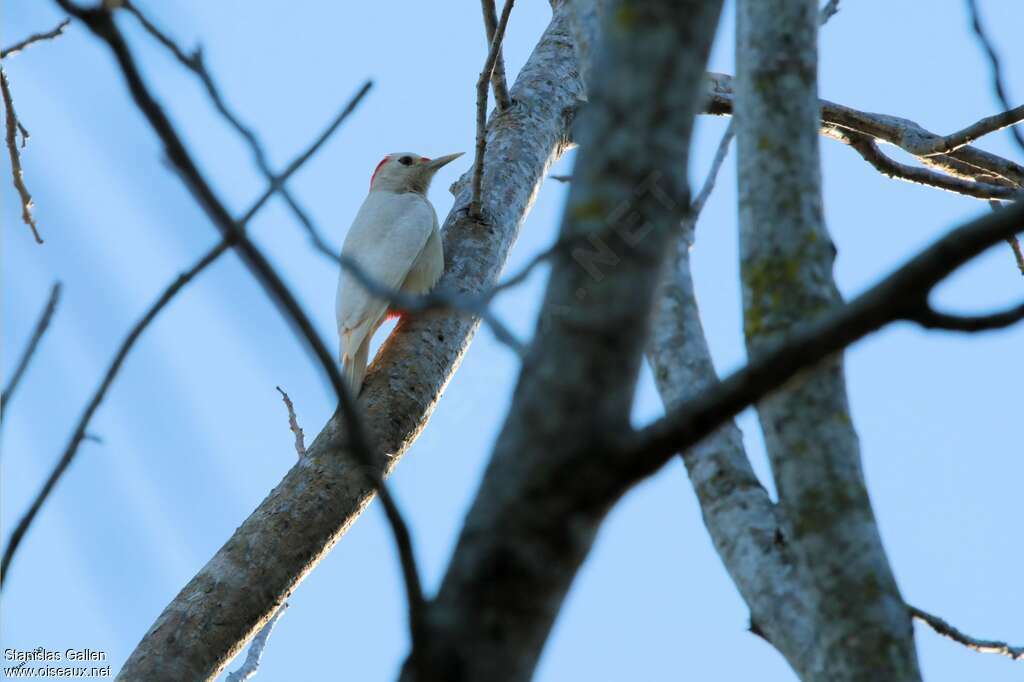 Velasquez's Woodpecker female adult, pigmentation
