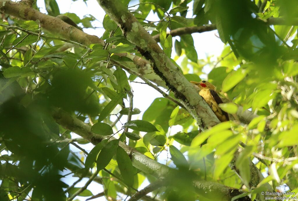 Cream-colored Woodpeckeradult