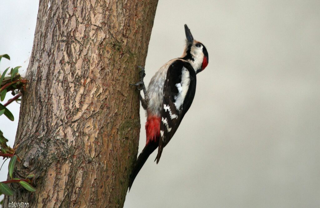 Syrian Woodpecker