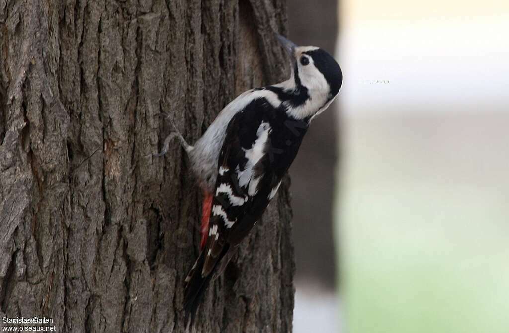 Syrian Woodpecker female adult, identification