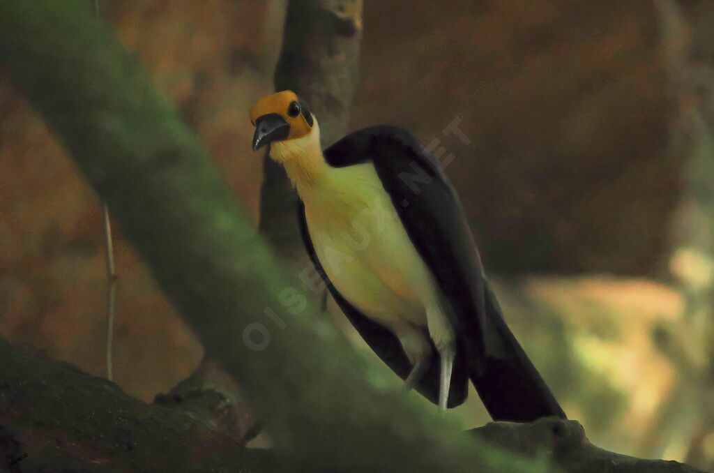 White-necked Rockfowladult breeding