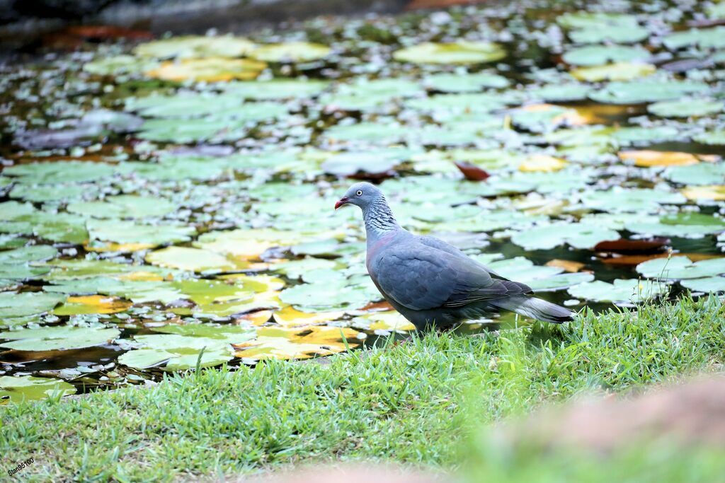 Trocaz Pigeonadult, drinks
