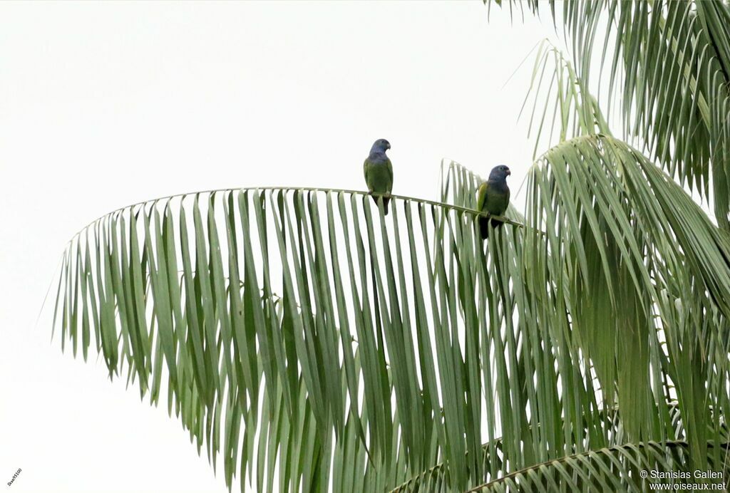 Blue-headed Parrotadult
