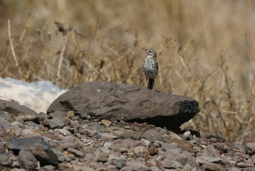 Pipit de Berthelotadulte