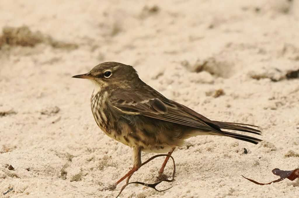 Pipit maritimeadulte transition, portrait, marche