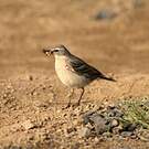 Pipit spioncelle