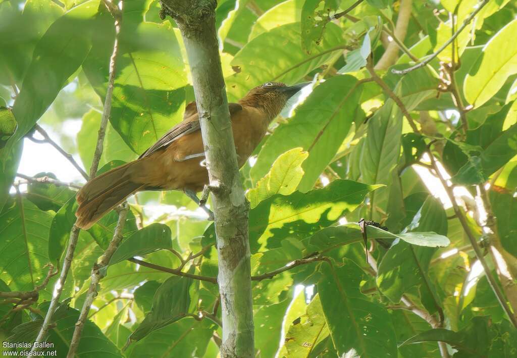 Pitohui rouilleuxadulte