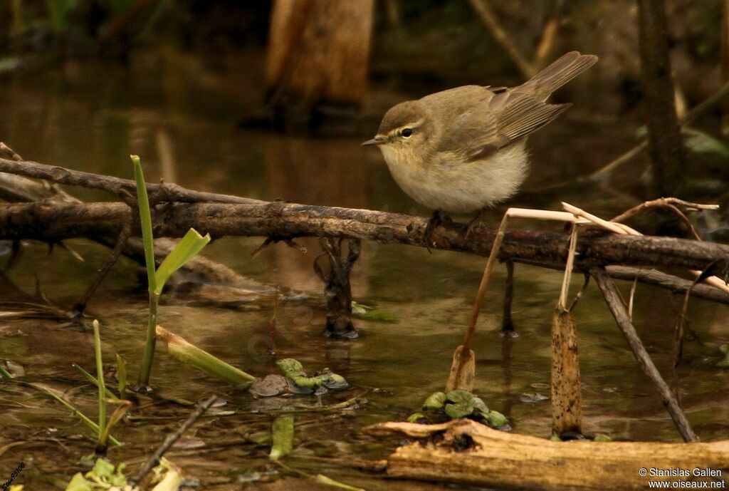 Common Chiffchaffadult breeding