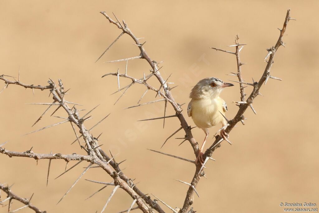 Prinia à front écailleux mâle adulte