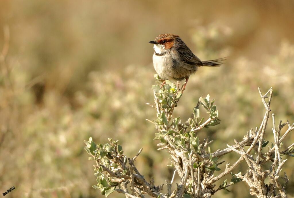 Rufous-eared Warbleradult breeding