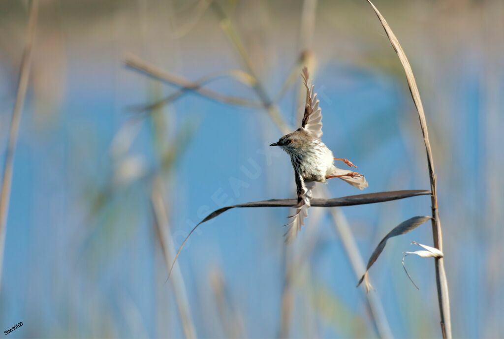 Prinia du Karrooadulte nuptial, Vol