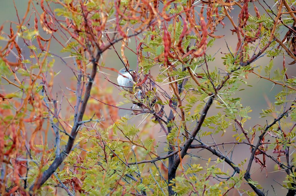 Prinia du Namaqua mâle adulte nuptial