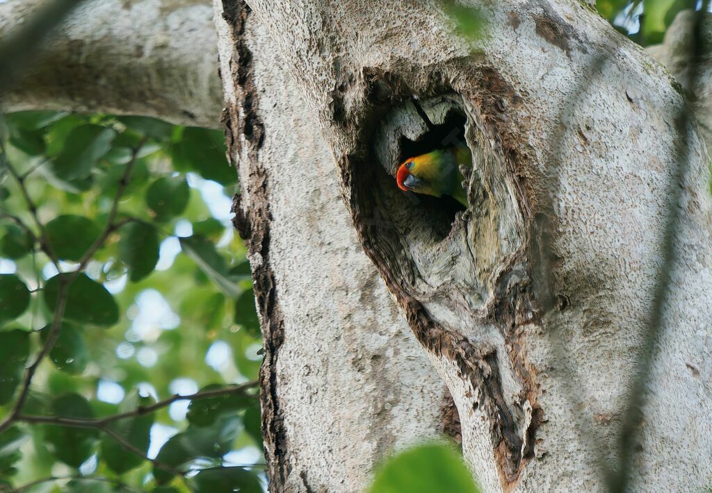 Large Fig Parrotadult breeding, Reproduction-nesting