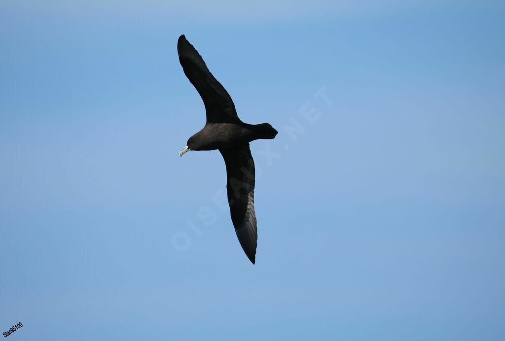 Puffin à menton blancadulte, Vol