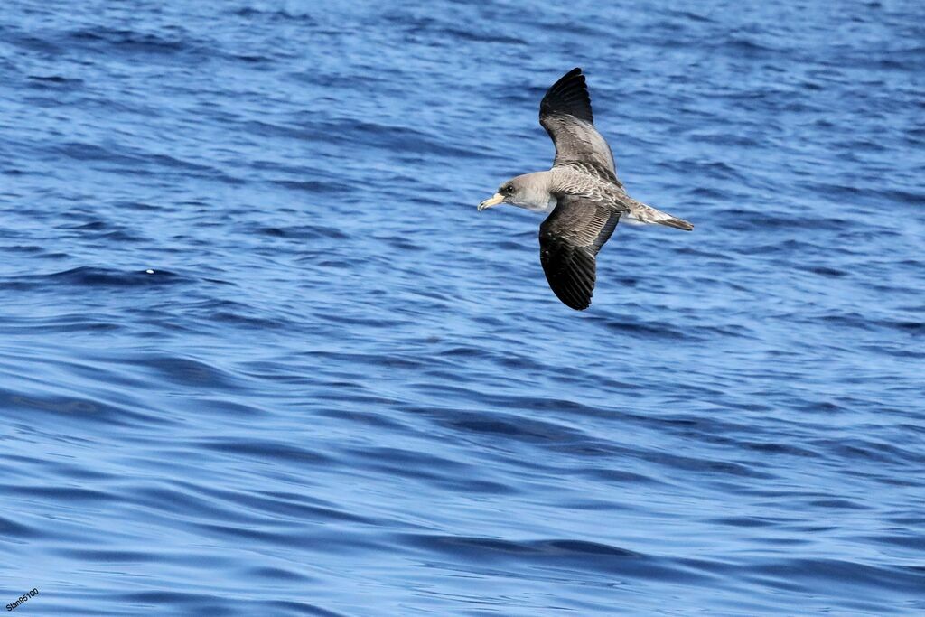 Cory's Shearwater, Flight