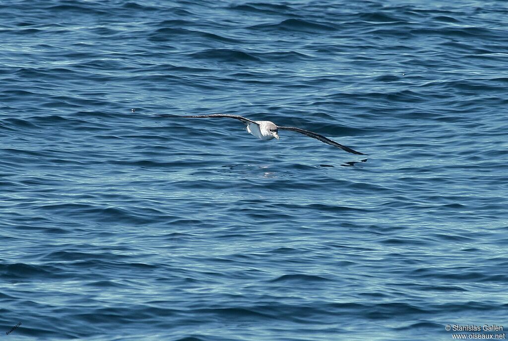 Puffin de Scopoliadulte, Vol