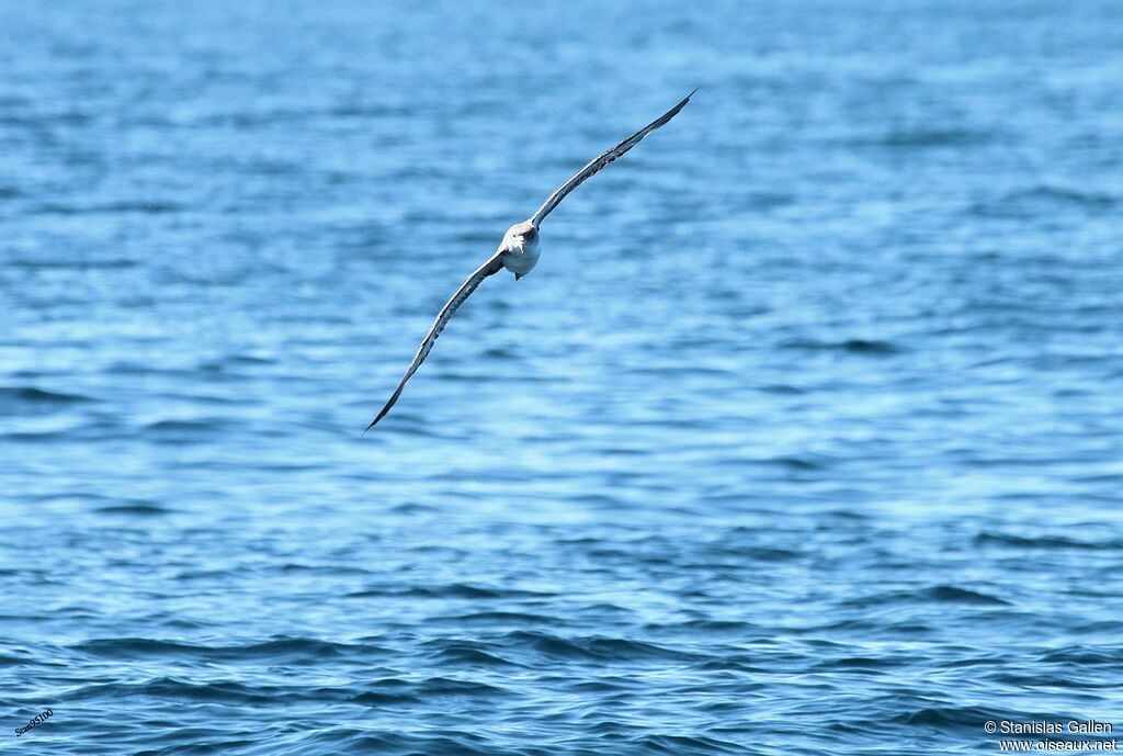 Scopoli's Shearwateradult