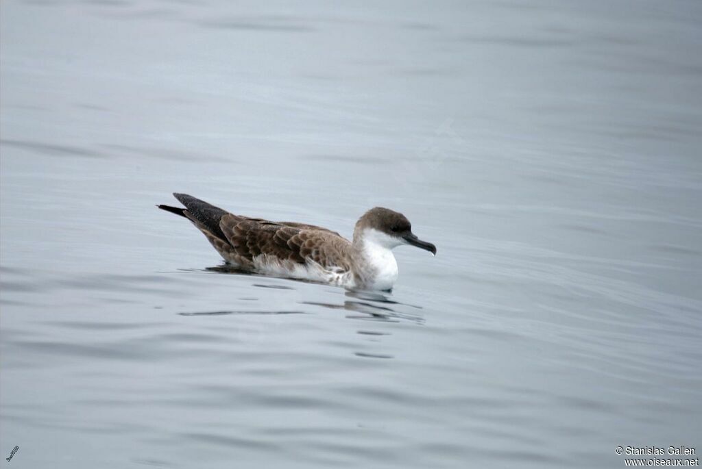 Great Shearwateradult transition, swimming