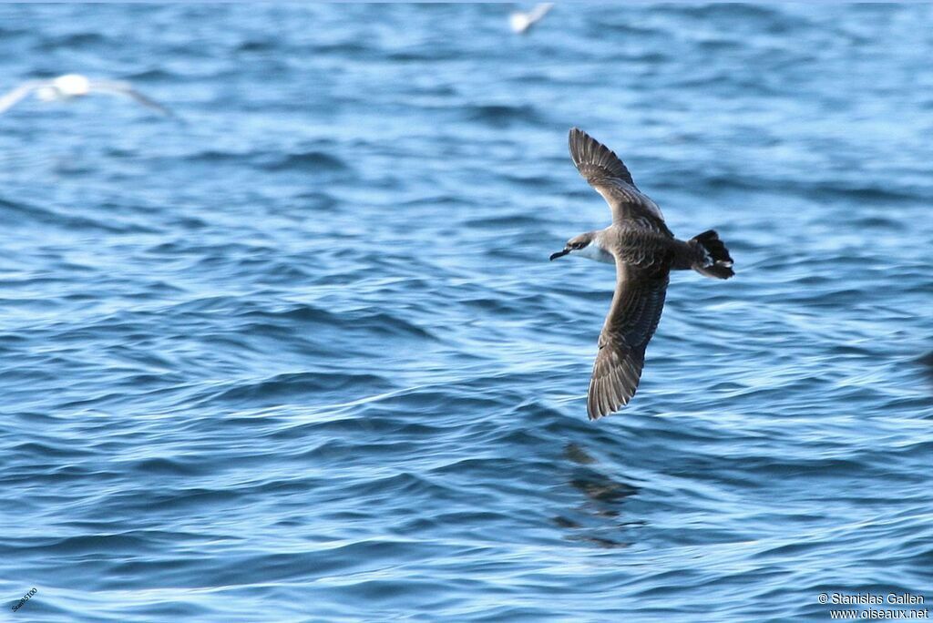 Great Shearwateradult, Flight
