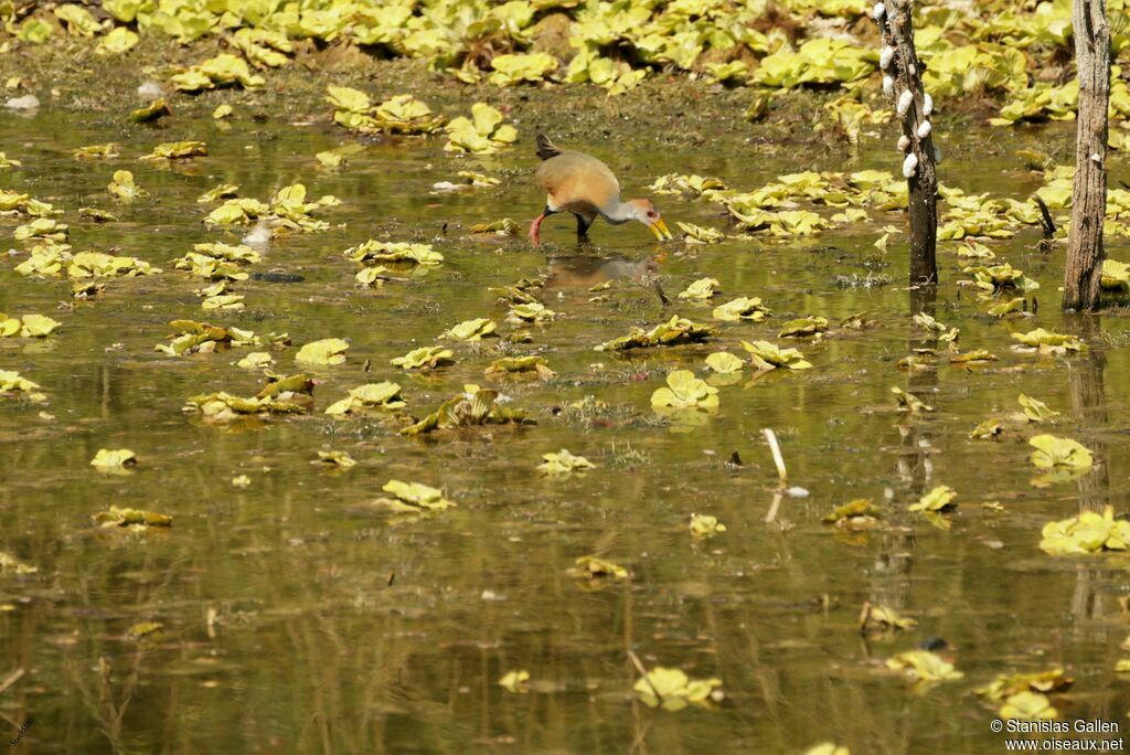 Râle de Cayenneadulte nuptial, marche, pêche/chasse
