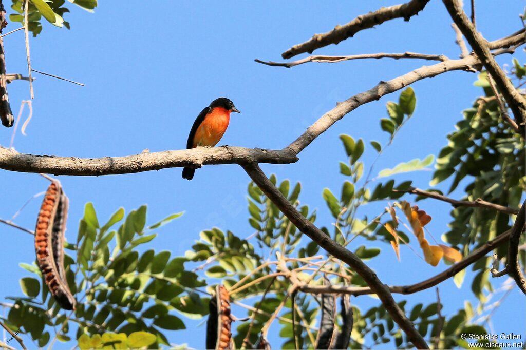 Rhodospingue ponceau mâle adulte