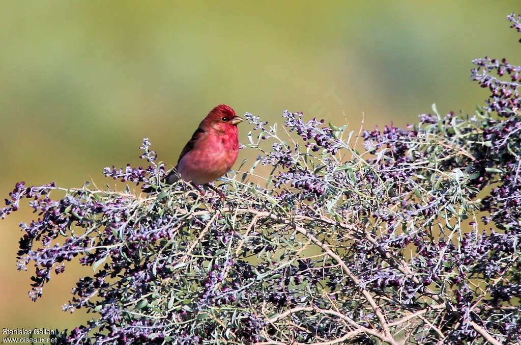 Common Rosefinch male adult breeding, pigmentation