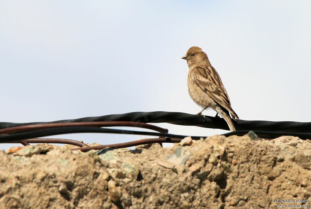 Plain Mountain Finch female adult, identification