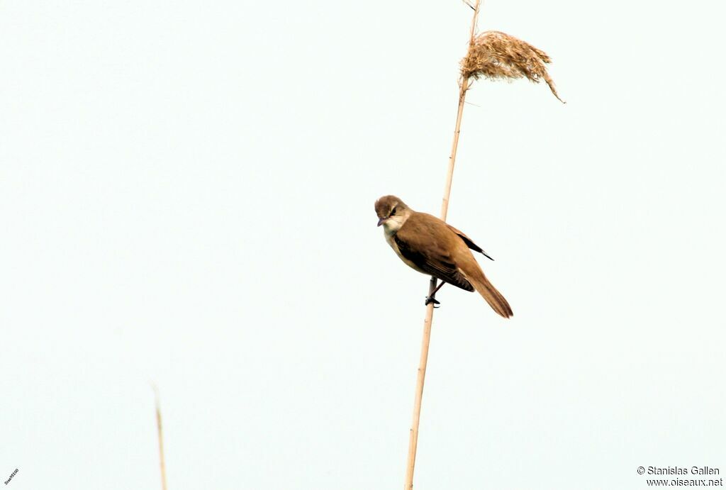 Great Reed Warbler male adult breeding