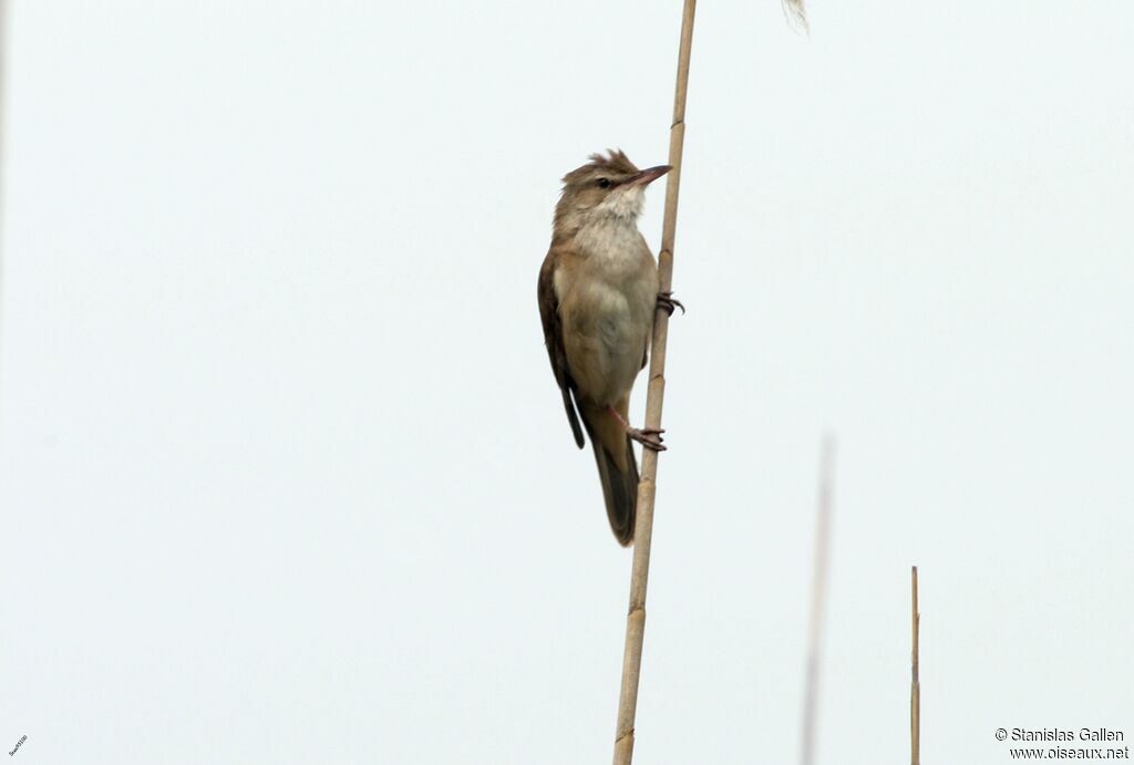 Great Reed Warbler male adult breeding