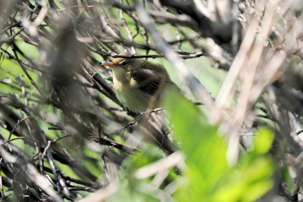 Marsh Warbler male adult breeding, song