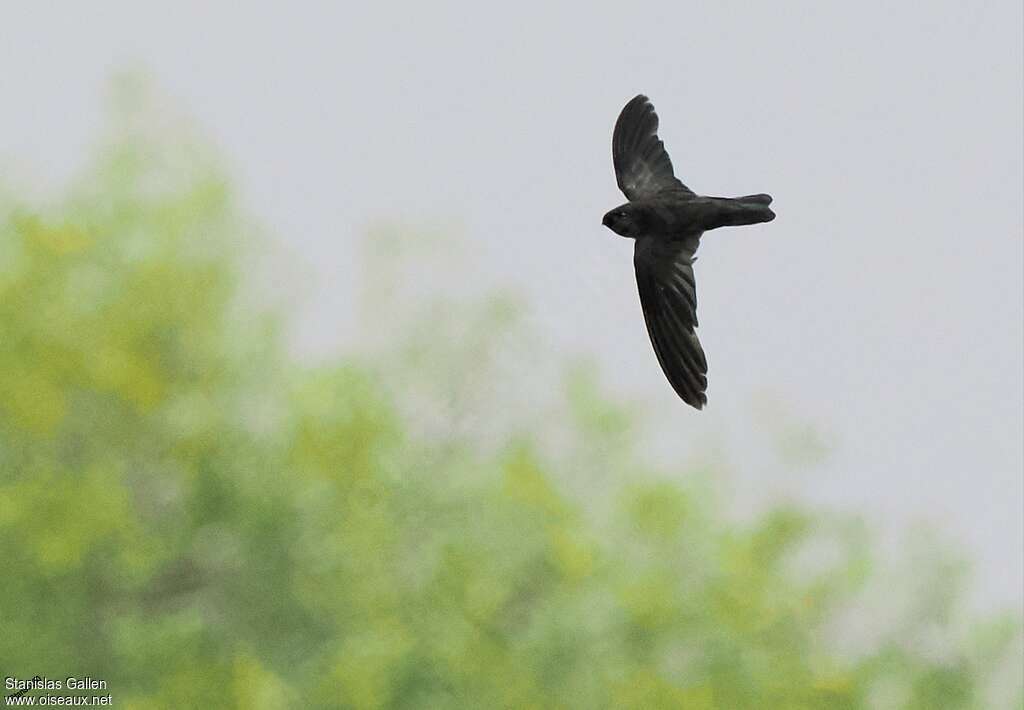 Giant Swiftletadult, Flight